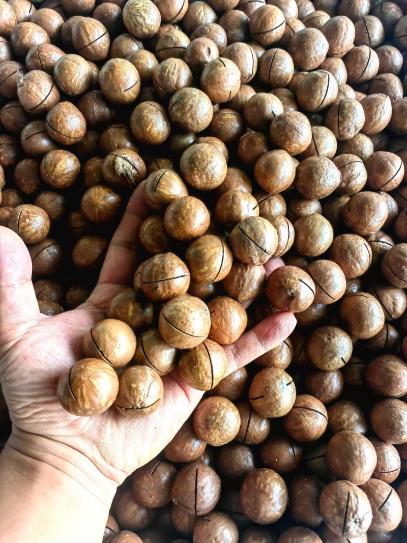 西双版纳夏威夷果澳洲坚果种植基地工厂量大