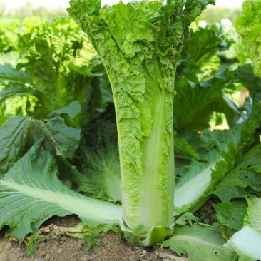 盛世唐笋绍菜大白菜种子包尖白菜春夏秋四季播农家蔬菜种