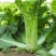 盛世唐笋绍菜大白菜种子包尖白菜春夏秋四季播农家蔬菜种