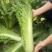盛世唐笋绍菜大白菜种子包尖白菜春夏秋四季播农家蔬菜种