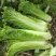 盛世唐笋绍菜大白菜种子包尖白菜春夏秋四季播农家蔬菜种