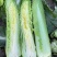 盛世唐笋绍菜大白菜种子包尖白菜春夏秋四季播农家蔬菜种