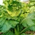 盛世唐笋绍菜大白菜种子包尖白菜春夏秋四季播农家蔬菜种