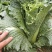 盛世唐笋绍菜大白菜种子包尖白菜春夏秋四季播农家蔬菜种