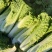 盛世唐笋绍菜大白菜种子包尖白菜春夏秋四季播农家蔬菜种