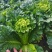 盛世唐笋绍菜大白菜种子包尖白菜春夏秋四季播农家蔬菜种