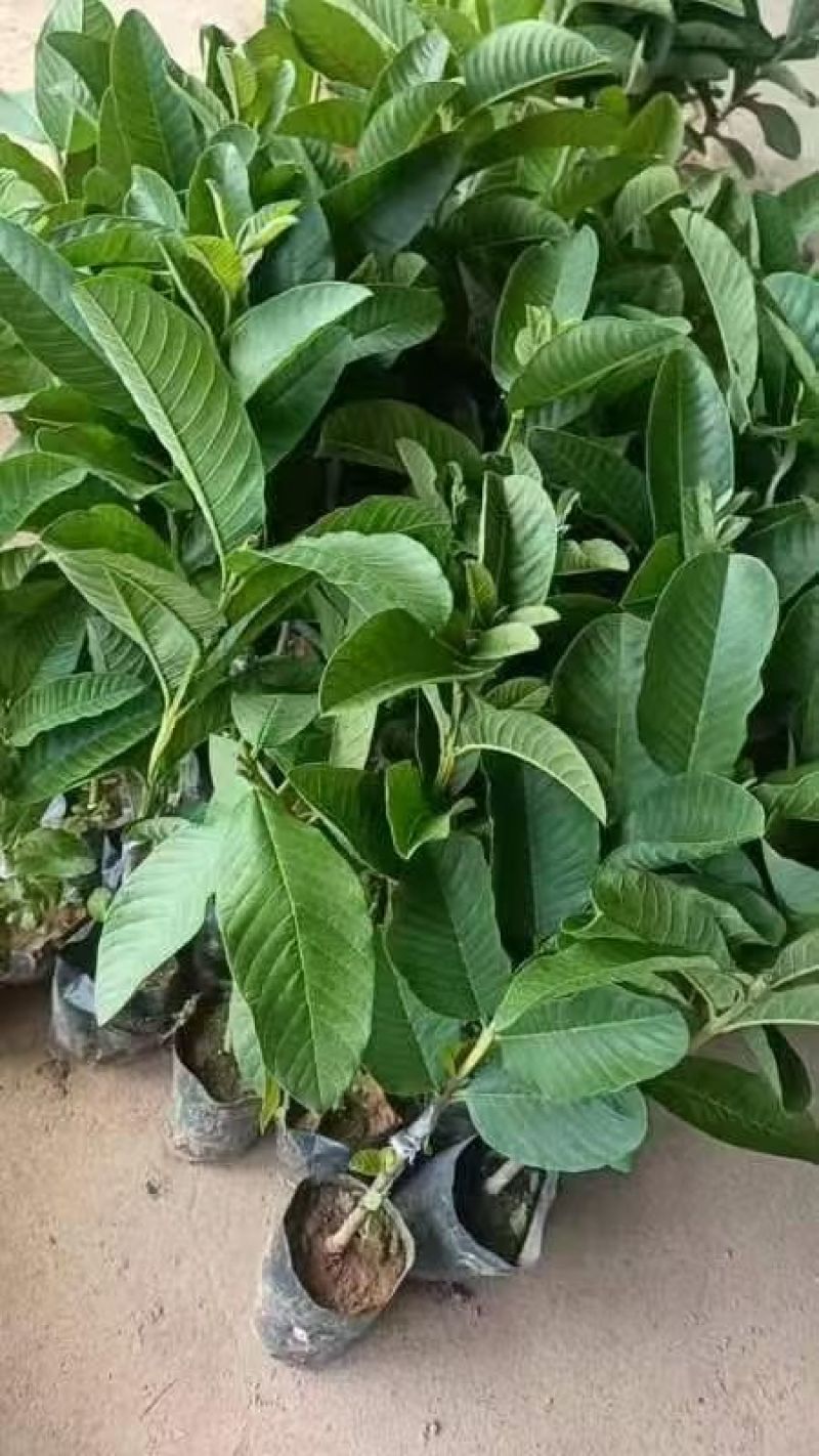 西瓜红心芭乐优质苗