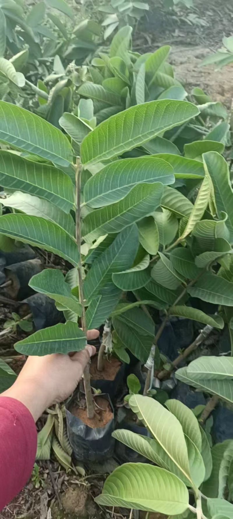 西瓜红心芭乐优质苗