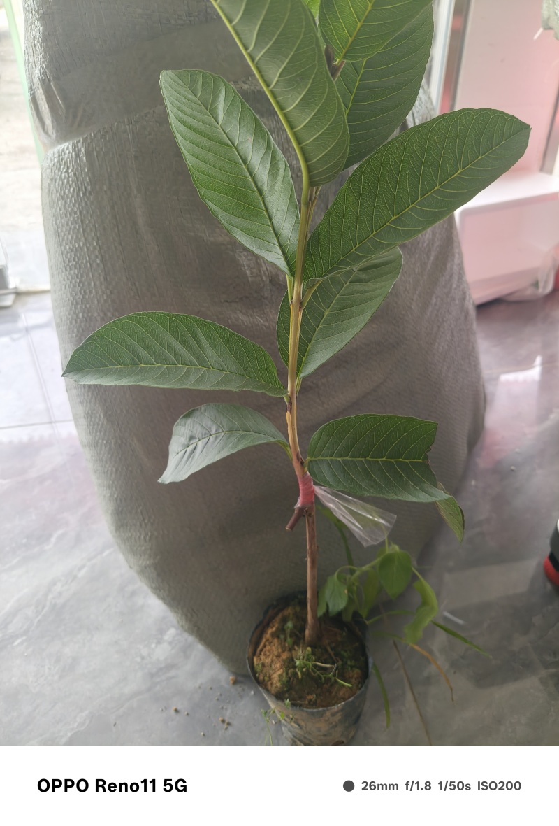 西瓜红心芭乐优质苗
