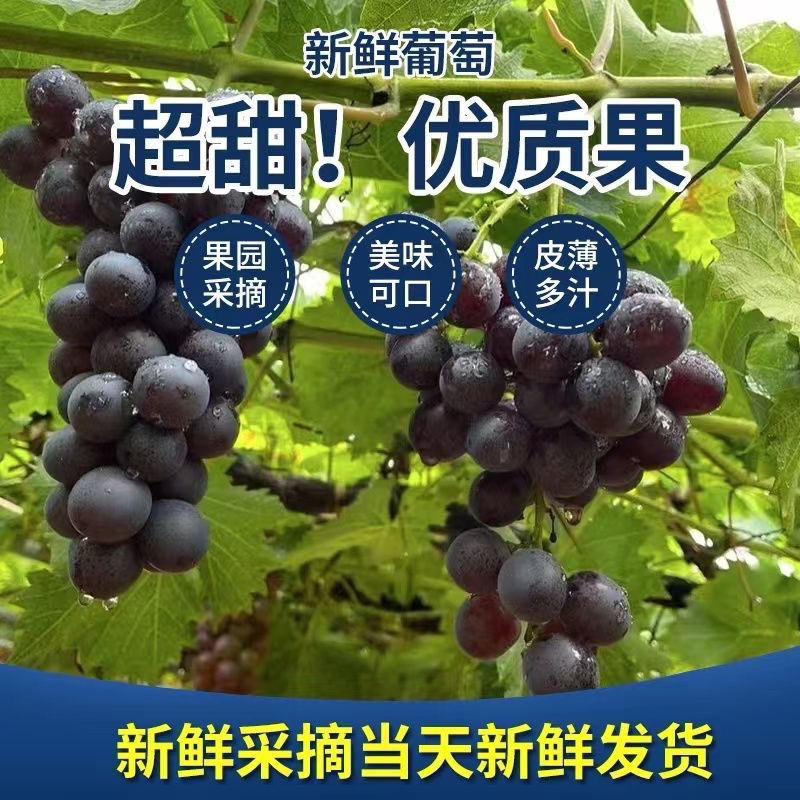 玫瑰香葡萄