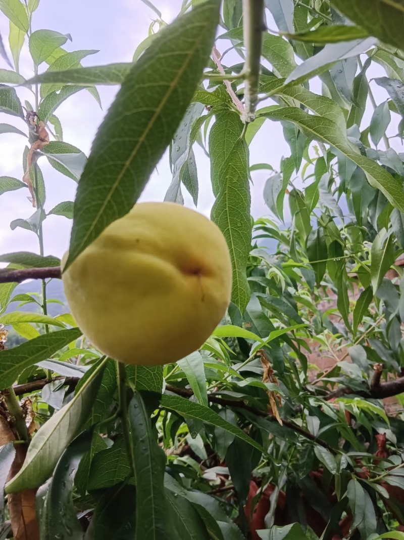 黄桃