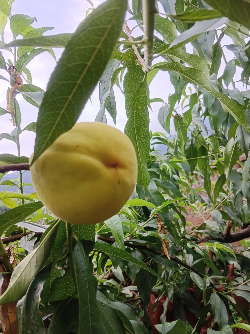 黄桃