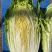 金丝奶油娃娃菜种子华阳白白菜农家种植山东黄心白菜蔬菜