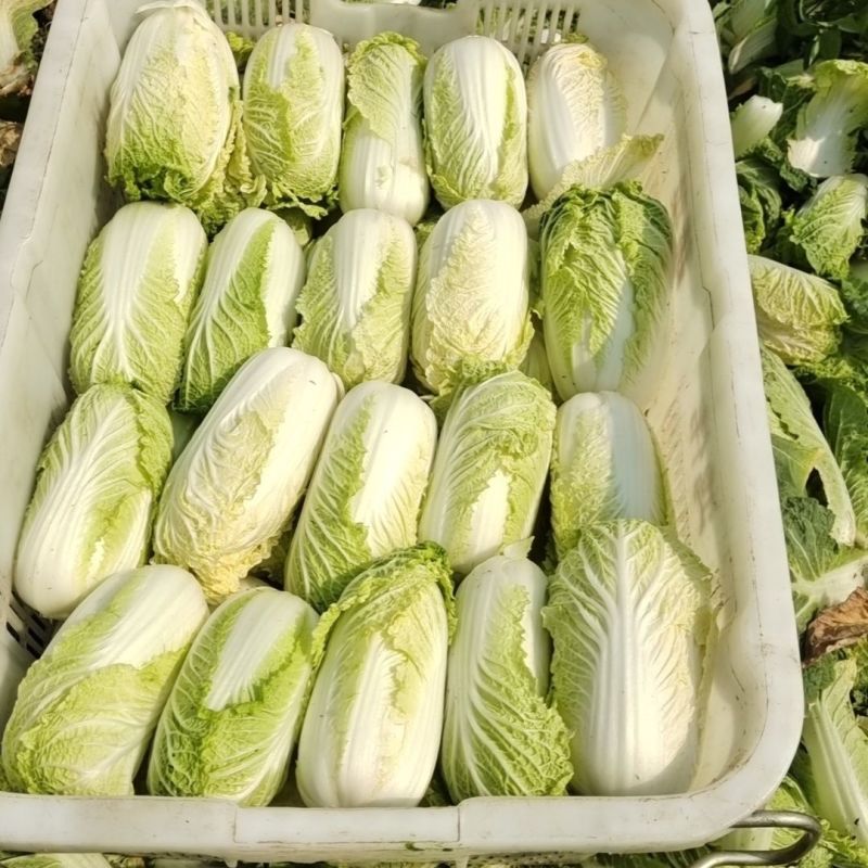 金丝奶油娃娃菜种子华阳白白菜农家种植山东黄心白菜蔬菜