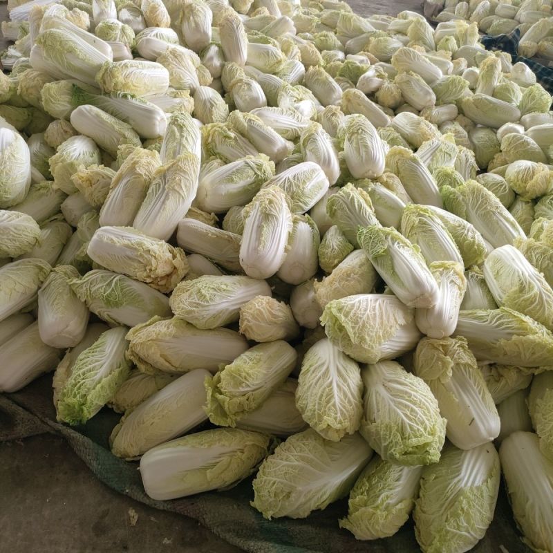 金丝奶油娃娃菜种子华阳白白菜农家种植山东黄心白菜蔬菜