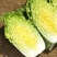 金丝奶油娃娃菜种子华阳白白菜农家种植山东黄心白菜蔬菜