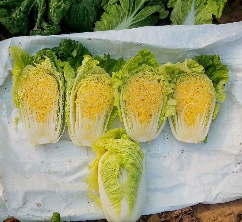 金丝奶油娃娃菜种子华阳白白菜农家种植山东黄心白菜蔬菜