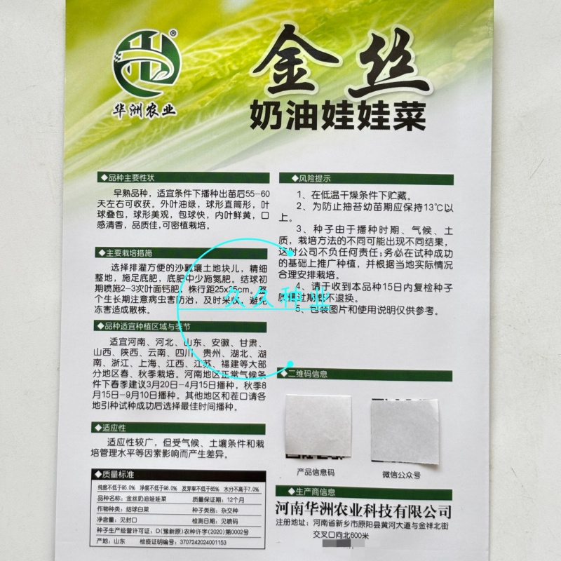 金丝奶油娃娃菜种子华阳白白菜农家种植山东黄心白菜蔬菜