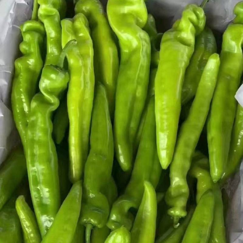 黄皮尖椒，粗尖细尖，大量供应，对接全国各地客商，诚信经营