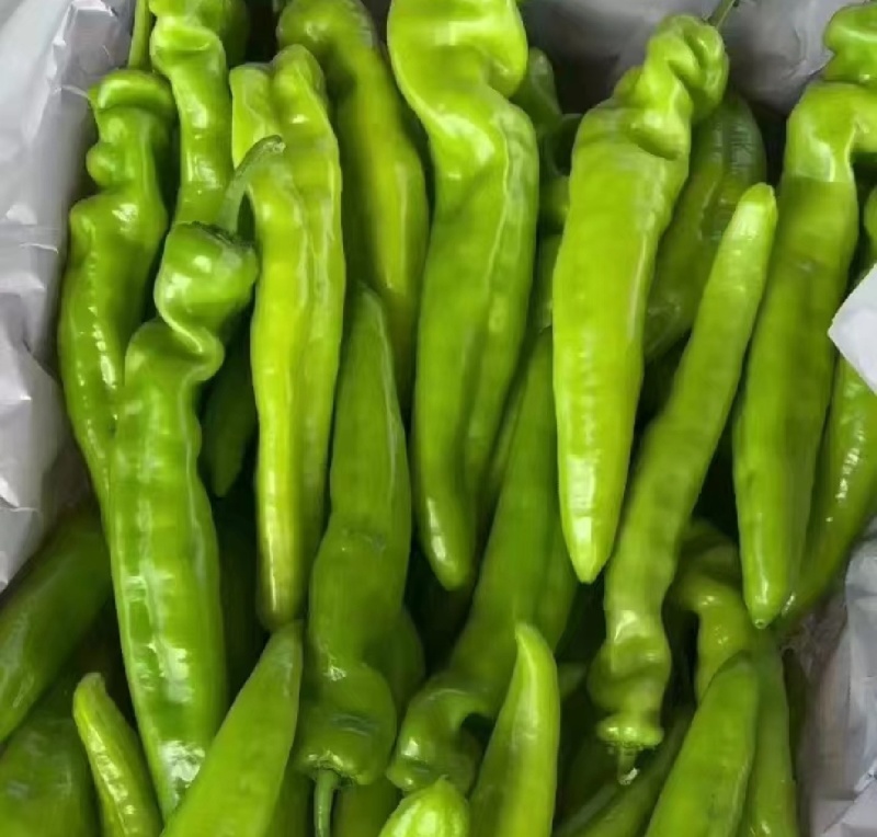 黄皮尖椒，粗尖细尖，大量供应，对接全国各地客商，诚信经营