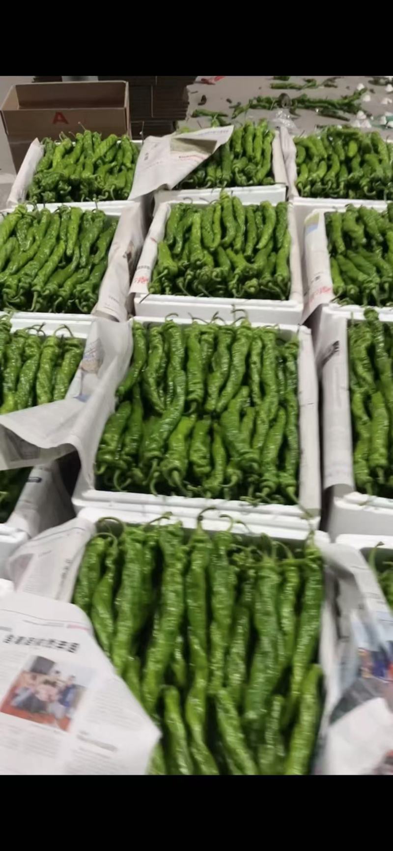 1【推荐】麻花螺丝椒大量供应需要的老板联系支持各种包装