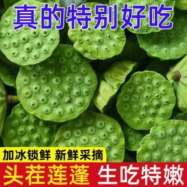 新鲜莲蓬，保险箱一件代发，🉑️多件批发，只做精品货。