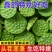 新鲜莲蓬，保险箱一件代发，🉑️多件批发，只做精品货。