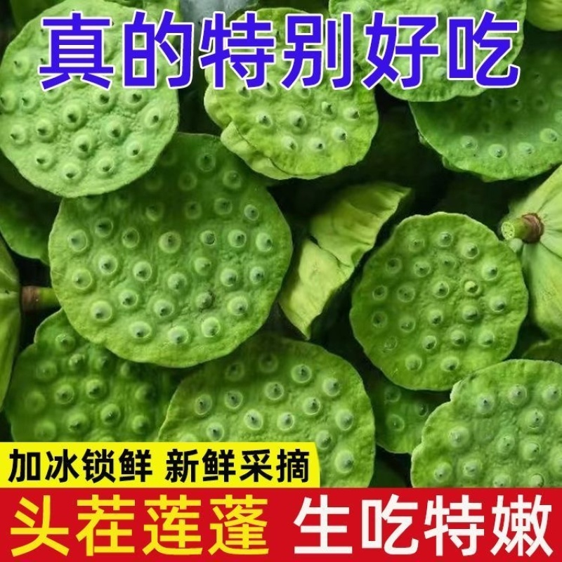 新鲜莲蓬，保险箱一件代发，🉑️多件批发，只做精品货。