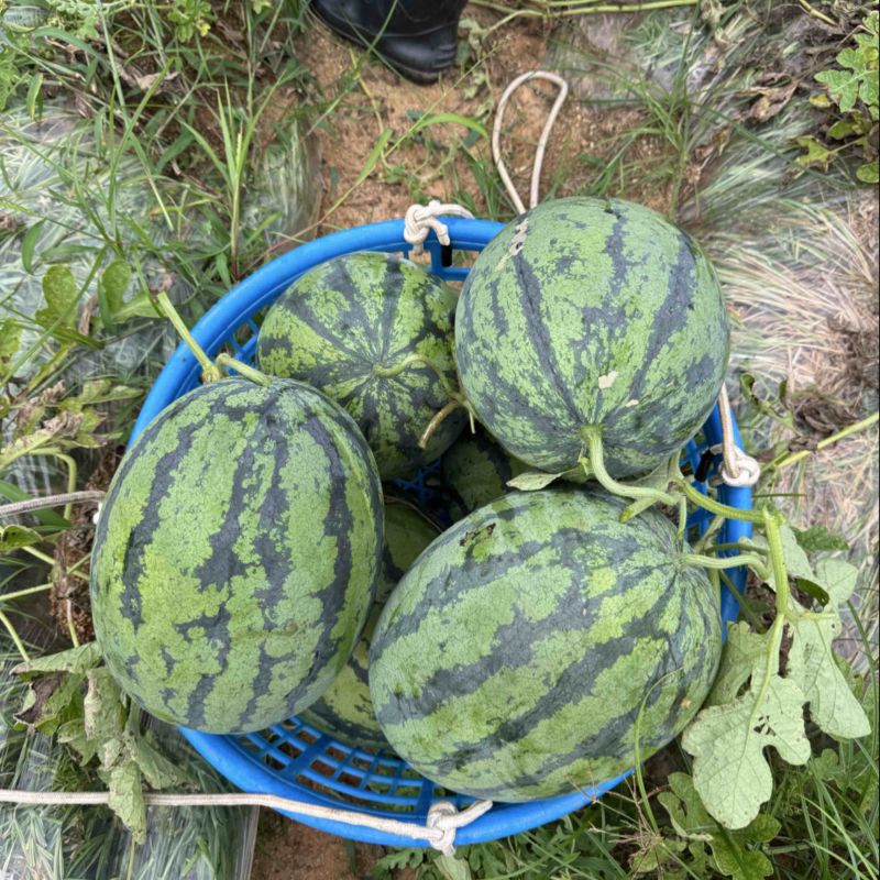 基地直供，货好，价低，欢迎到地品尝