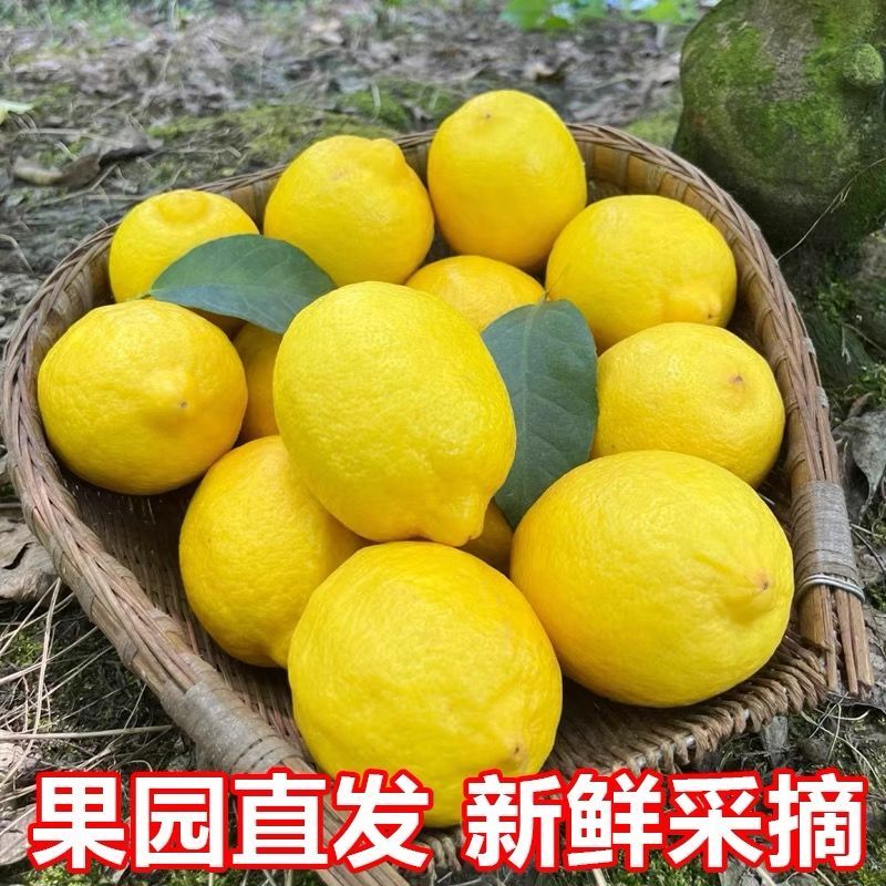 四川安岳特产新鲜水果对接黄柠檬肉奶茶店柠檬果安岳新鲜黄柠