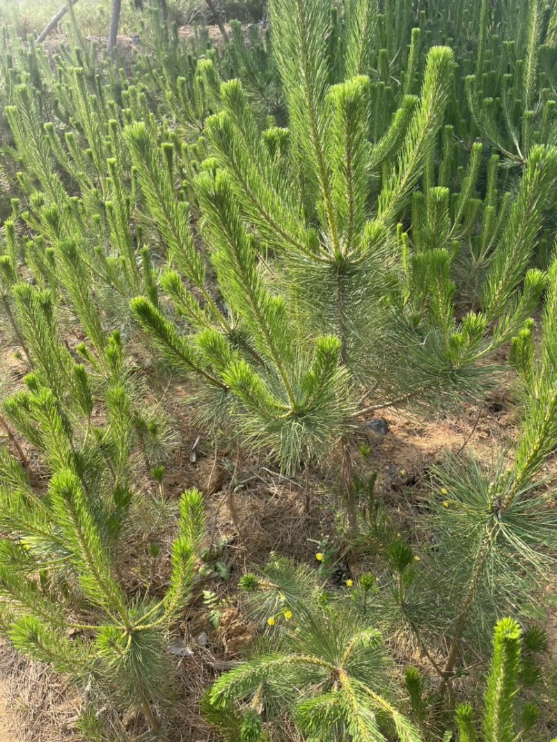 油松杯苗80公分-1.8米大杯苗小杯地栽苗