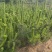 油松杯苗80公分-1.8米大杯苗小杯地栽苗