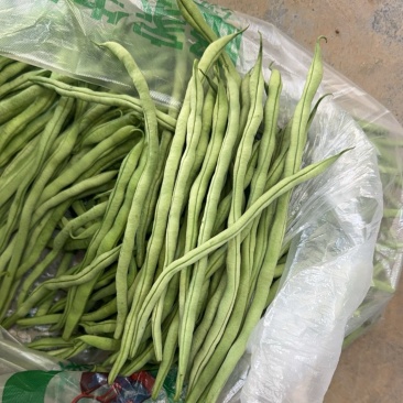 架豆王，豆王