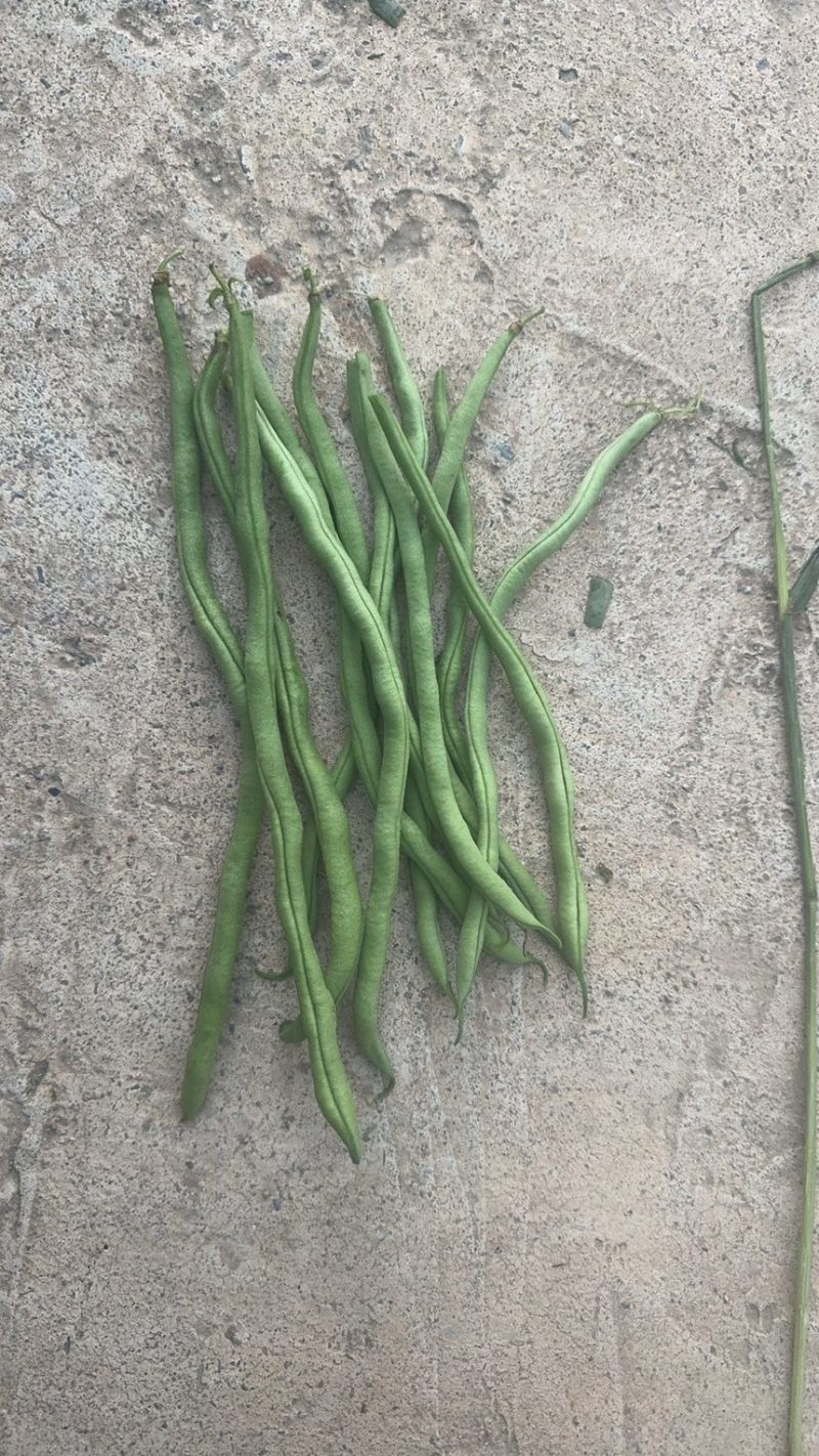 架豆王，豆王
