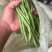 架豆王，豆王