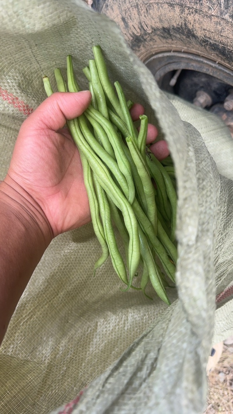 架豆王，豆王