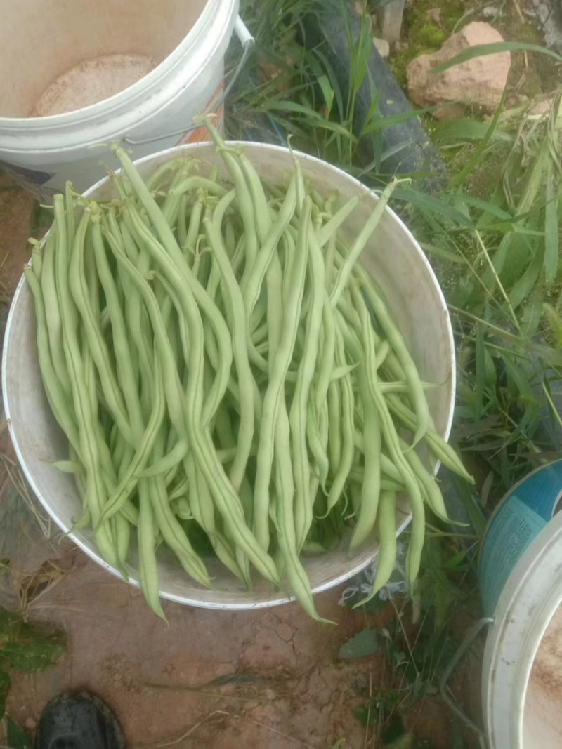 架豆王，豆王