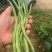 架豆王，豆王