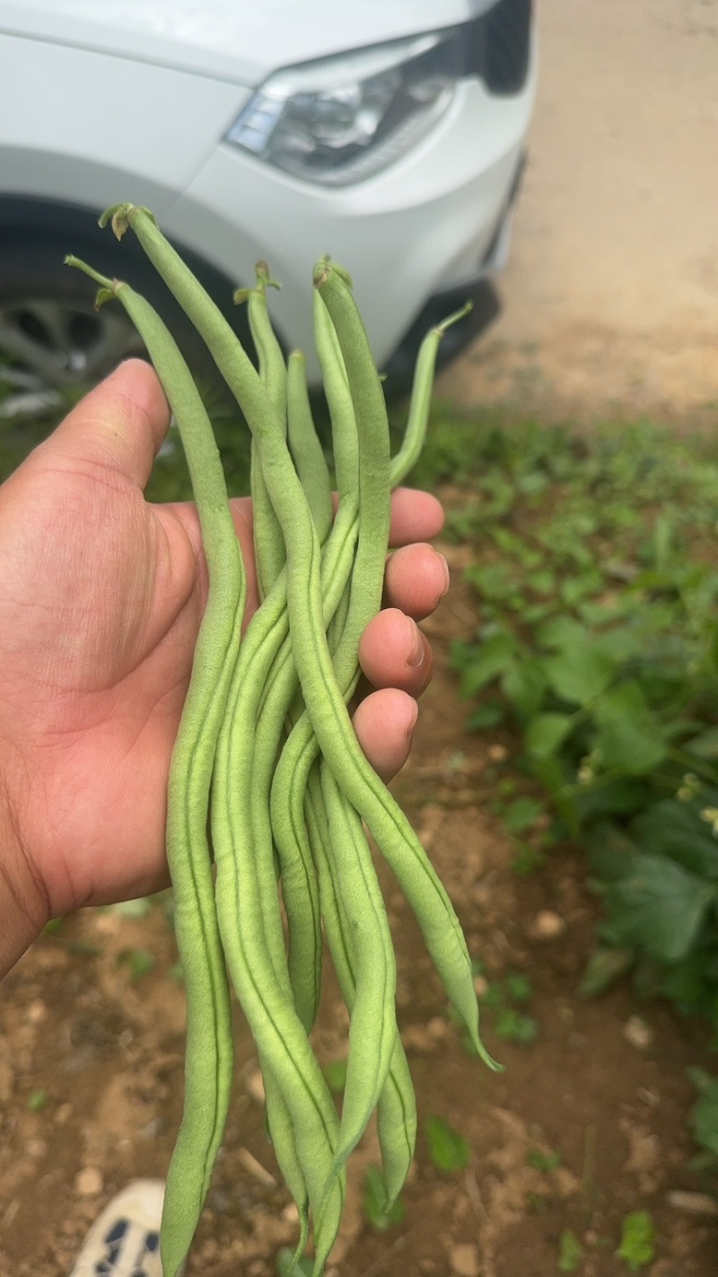 架豆王，豆王