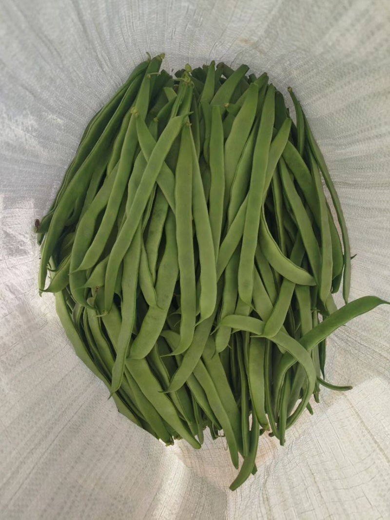 架豆王，豆王
