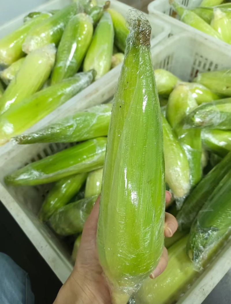 玉米