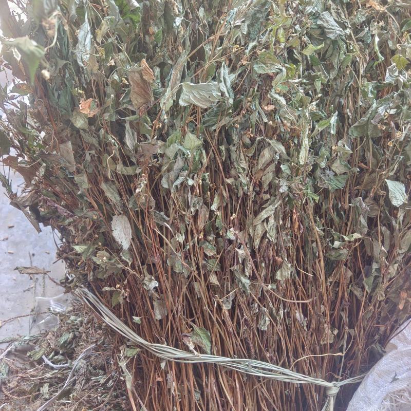 鱼腥草