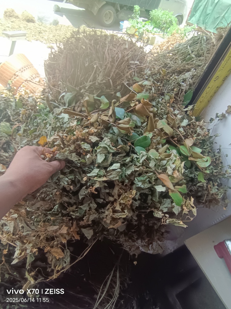 鱼腥草