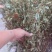 鱼腥草