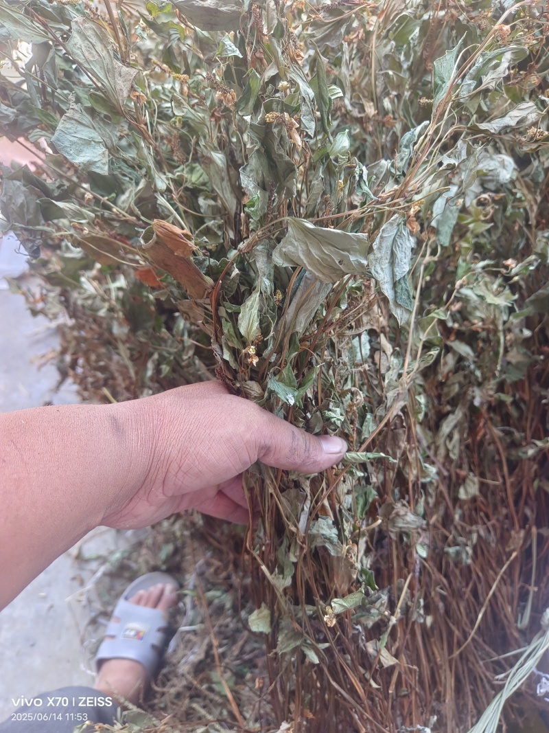 鱼腥草