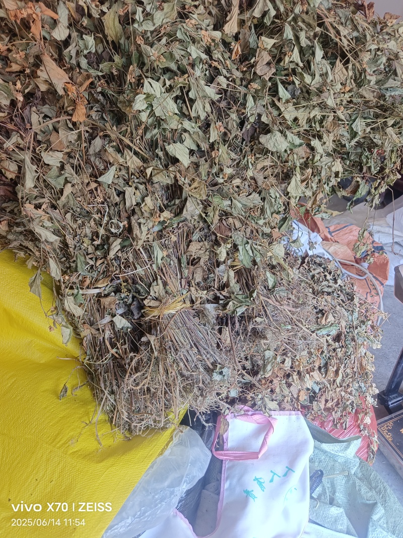 鱼腥草