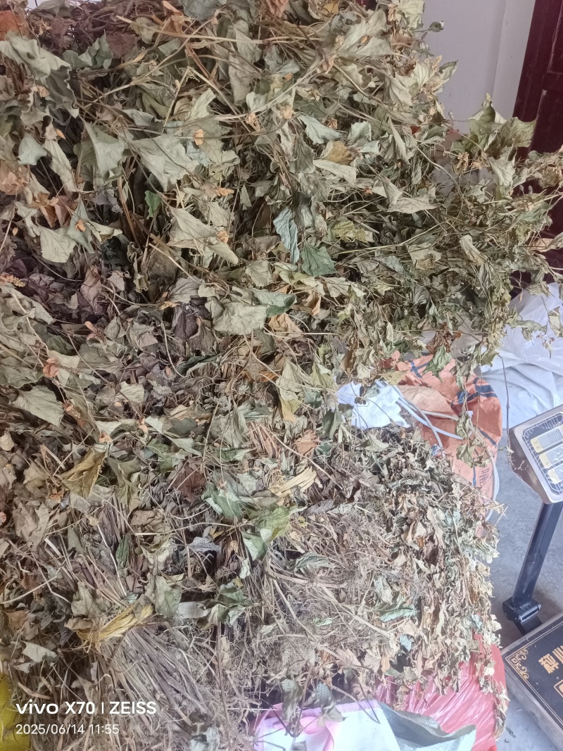 鱼腥草