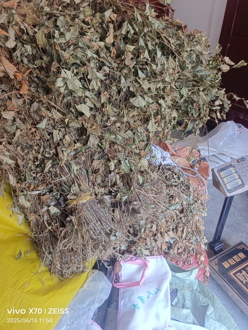 鱼腥草