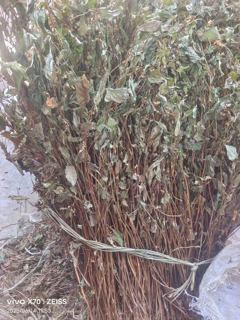 鱼腥草