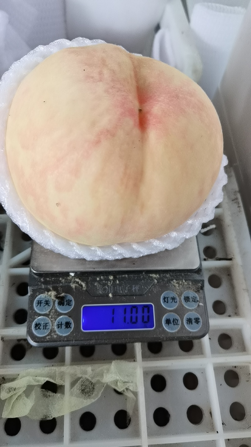 水蜜桃上市了，无锡阳山水蜜桃，白凤水蜜桃